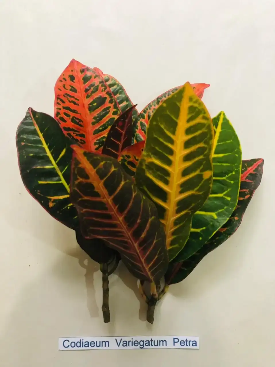 Croton Petra