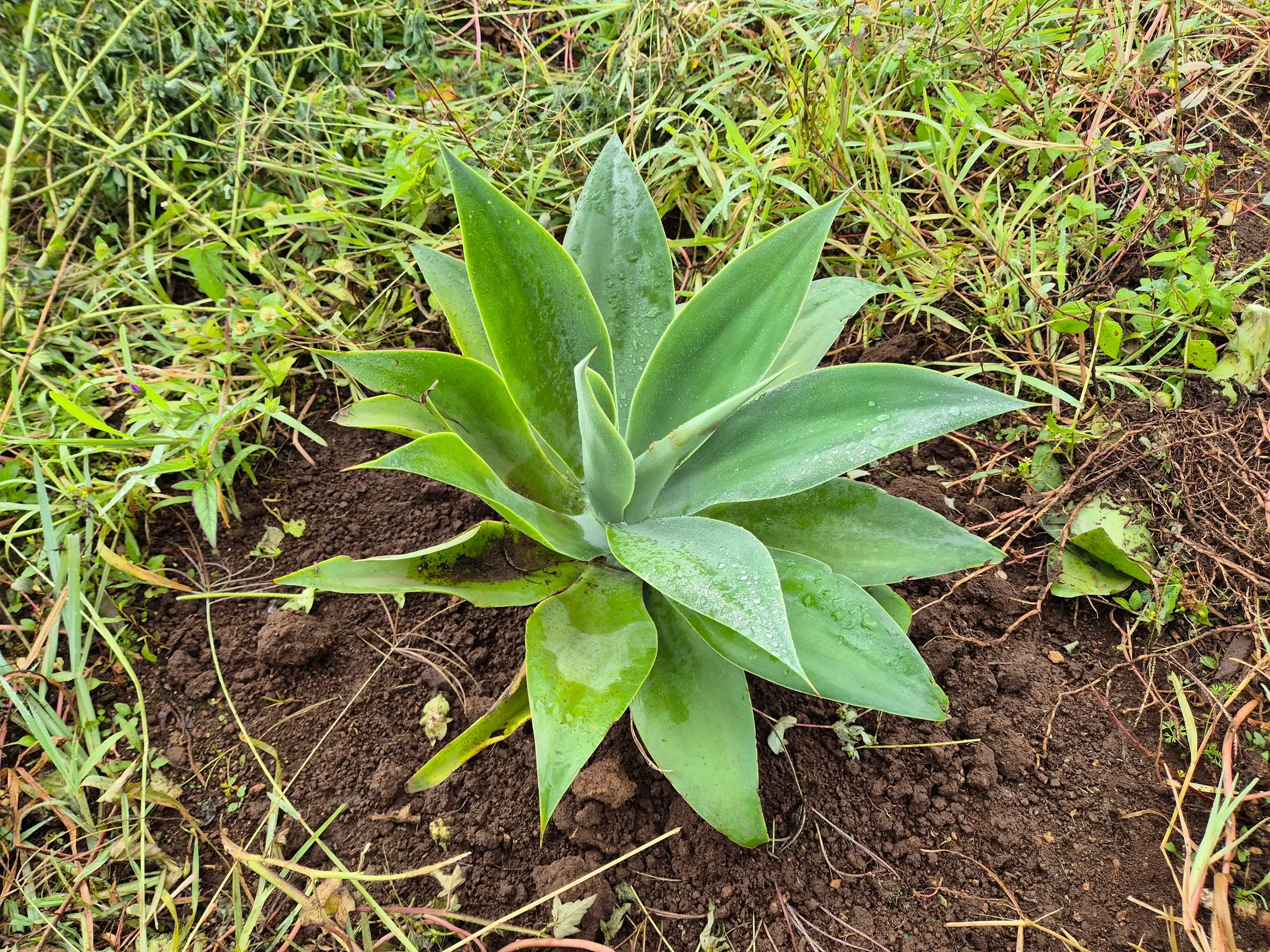 Agave Attenuata — Agave Attenuata