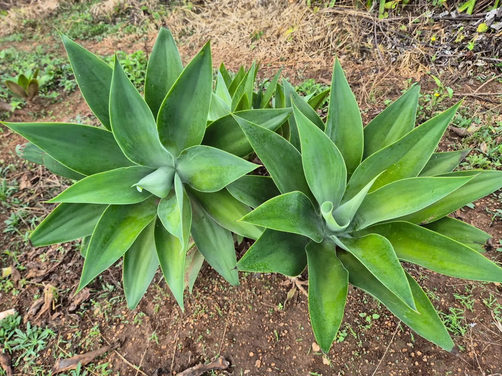 Agave Attenuata — Agave Attenuata