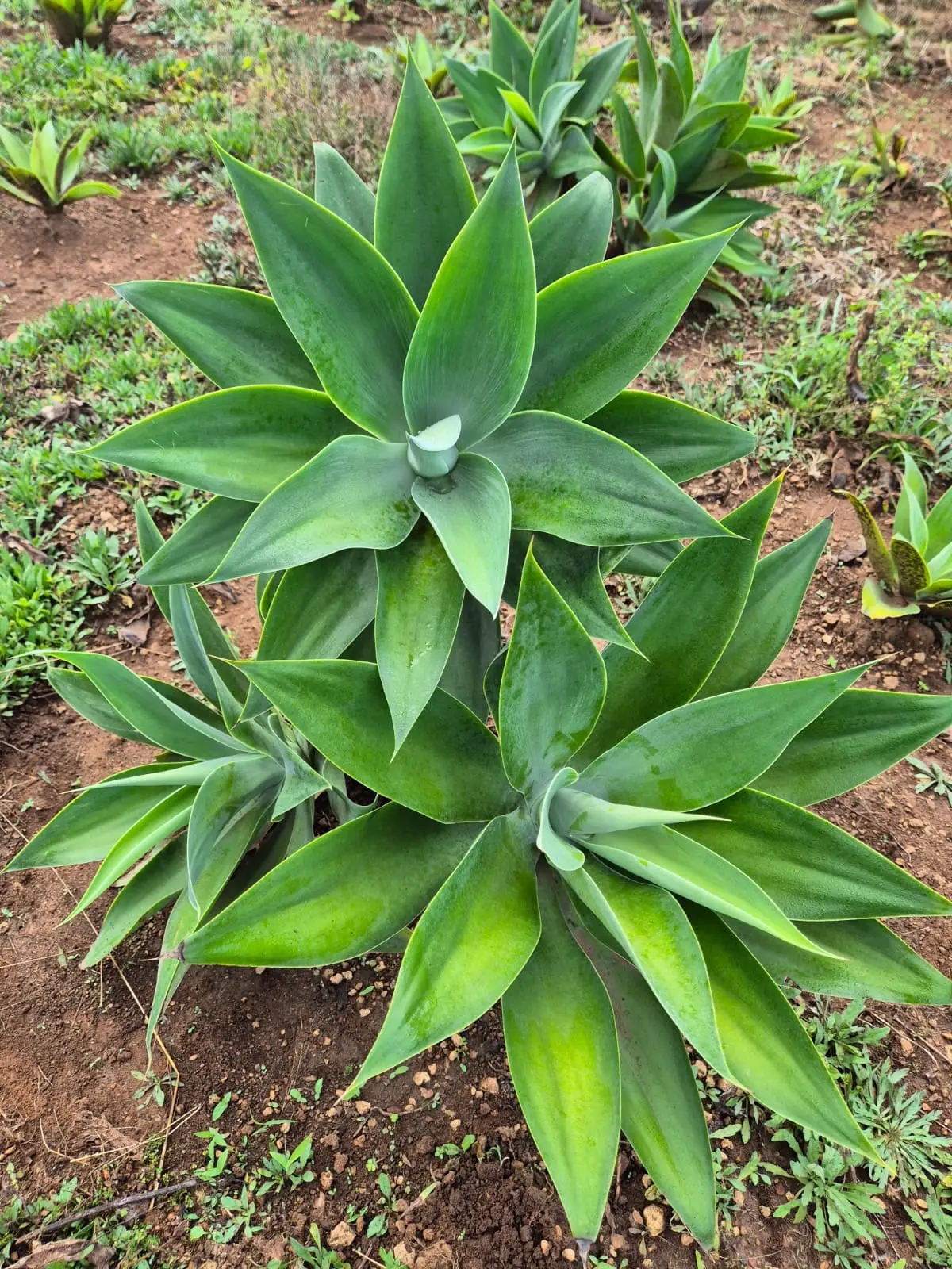 Agave Attenuata — Agave Attenuata