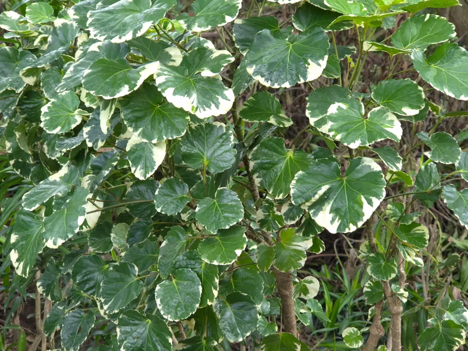 Aralia — Aralia Balfouriana