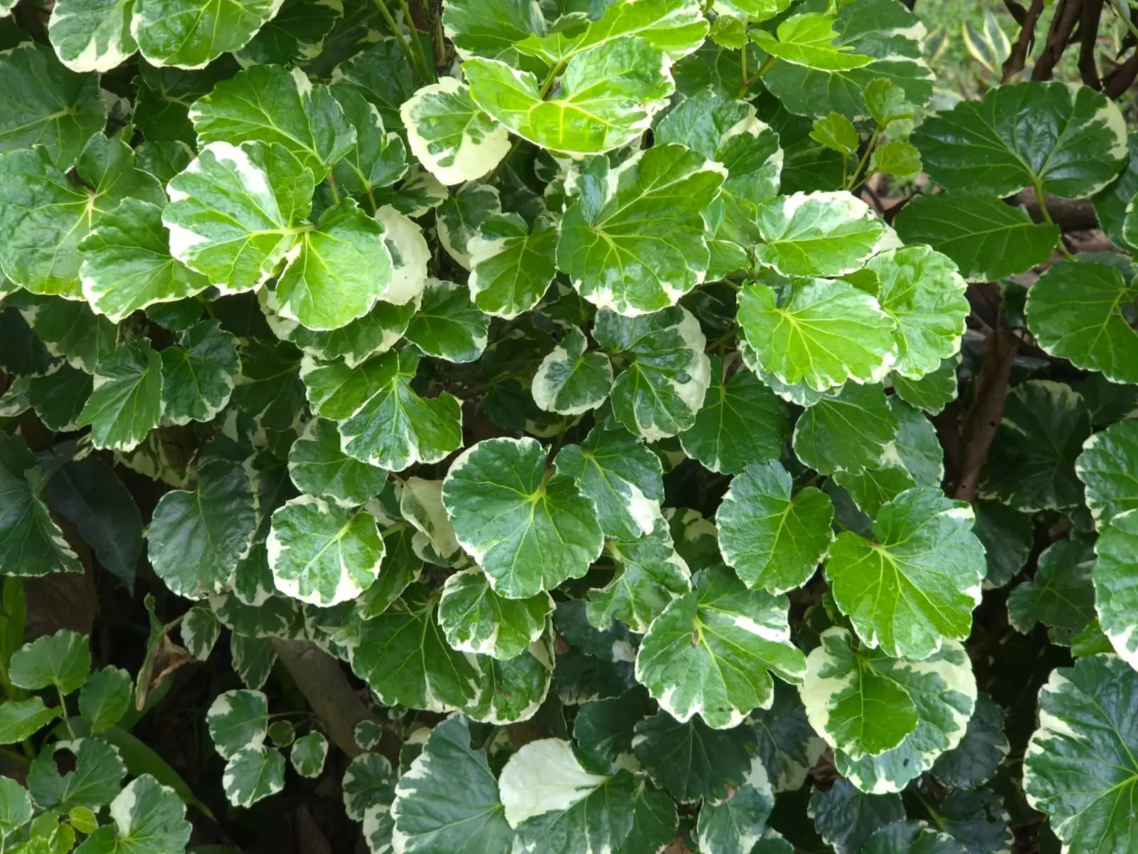 Aralia — Aralia Balfouriana
