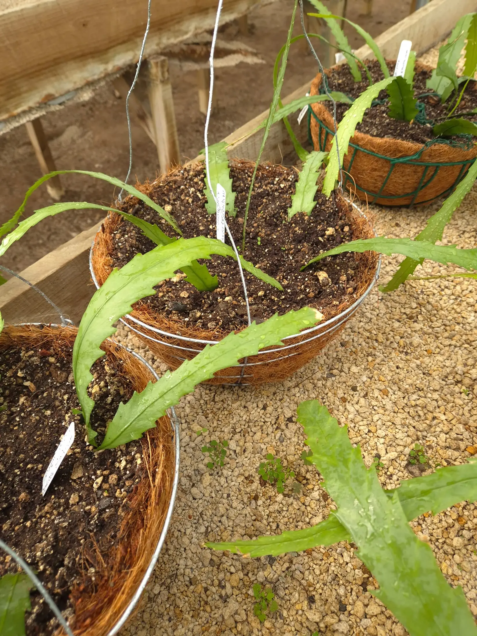 Cactaceae — Cactáceas