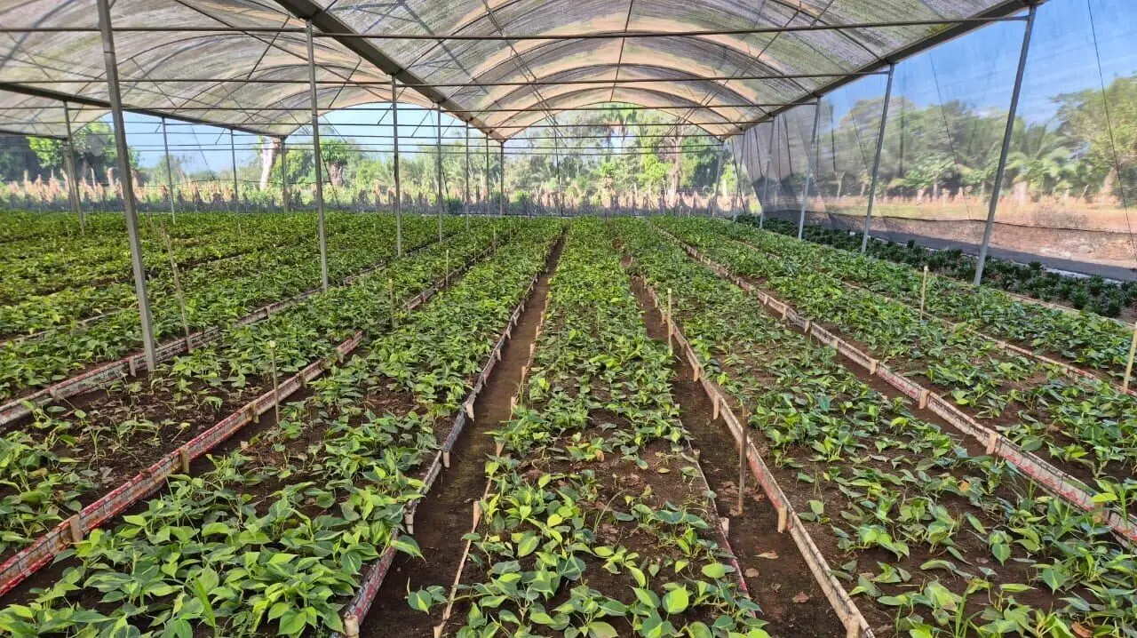 Vivero con plantaciones