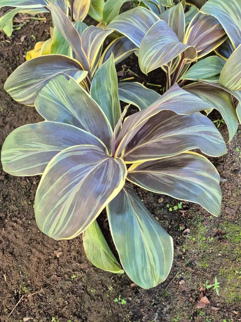 Cordyline Miss Andrea — Cordylines