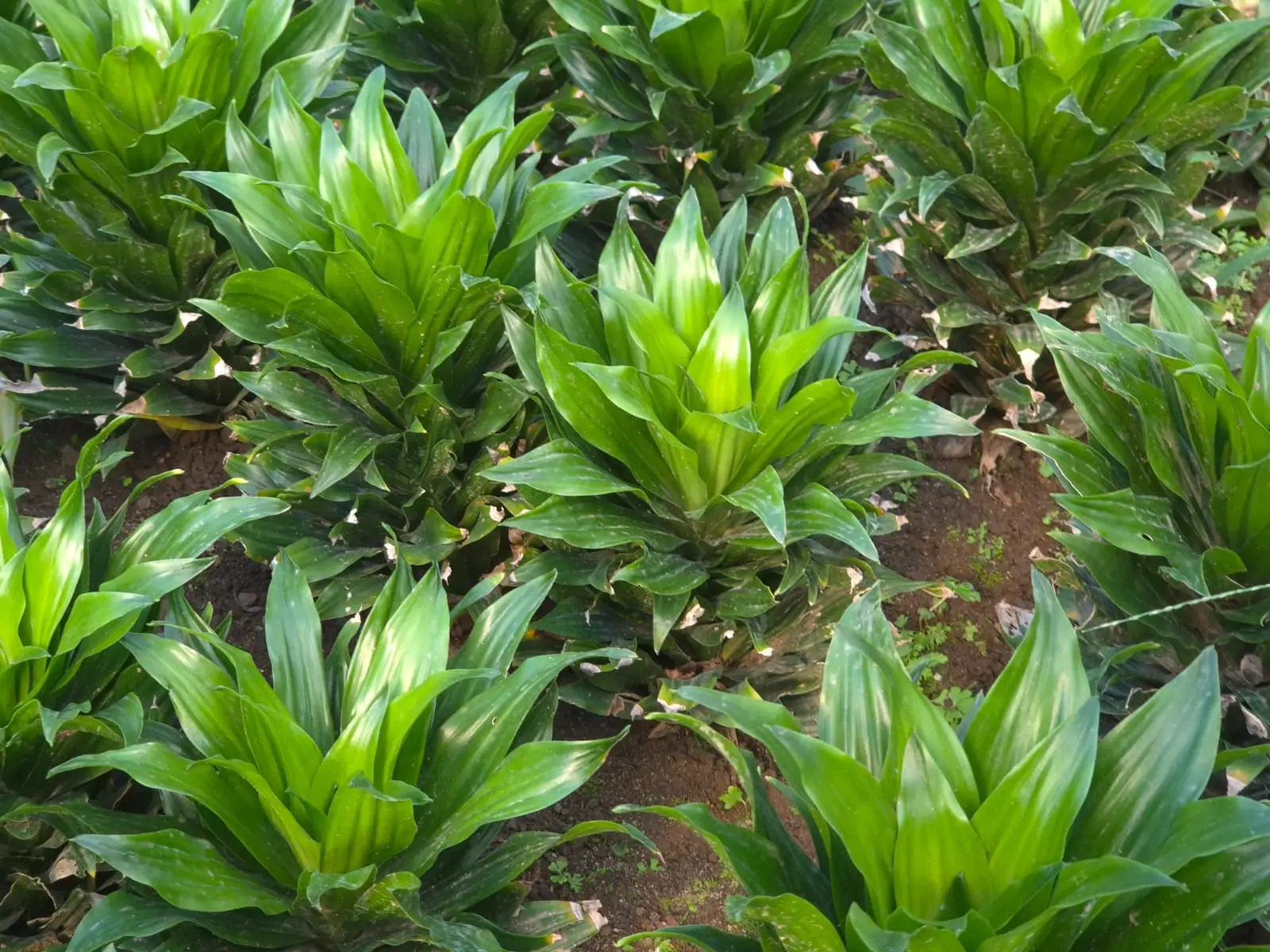 Dracaena Janeth Craig Compacta — Dracaenas