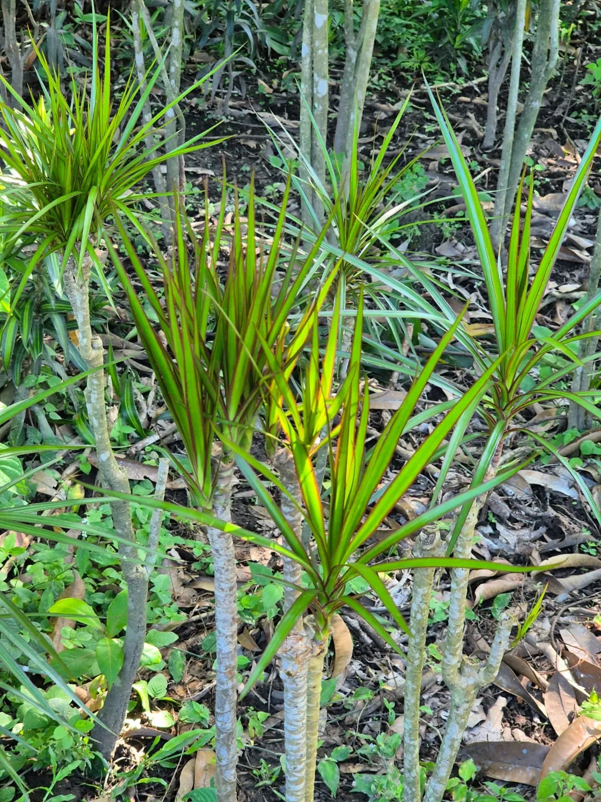 Dracaena Reflexa — Dracaenas