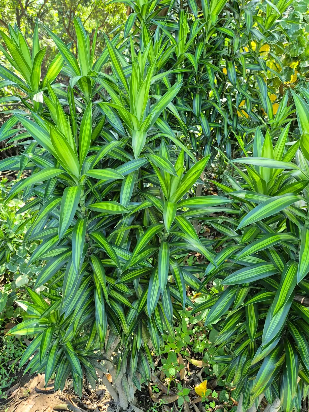 Dracaena Sanderiana Gold — Dracaenas