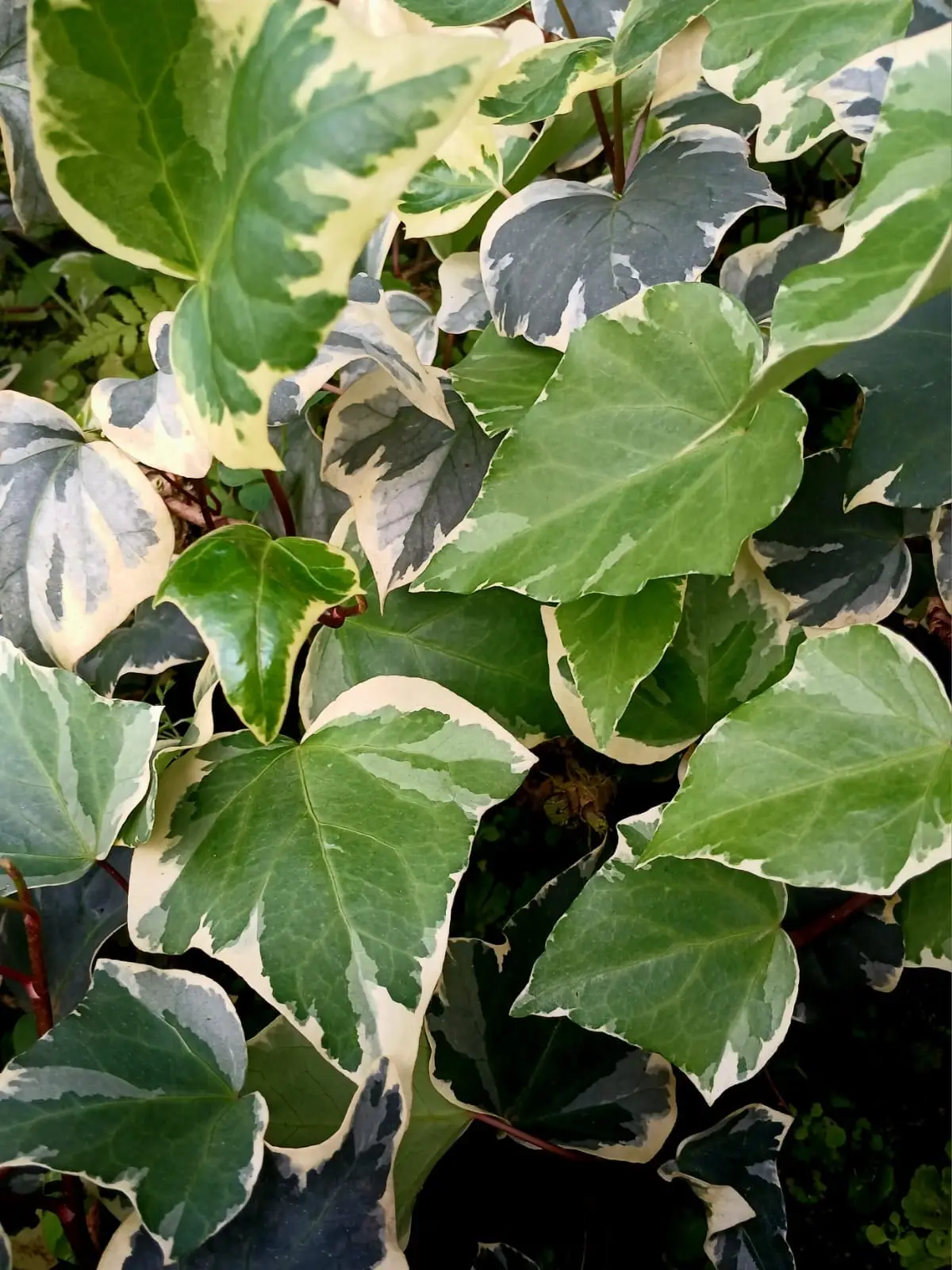 Gloria Marengo Ivy — Gloria Marengo Ivy