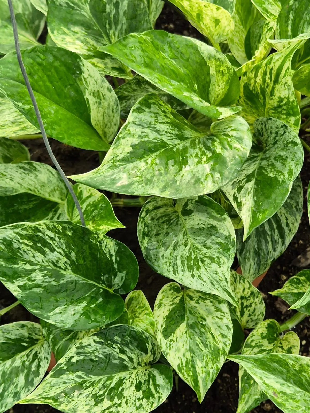 Golden Pothos Marble Queen — Pothos