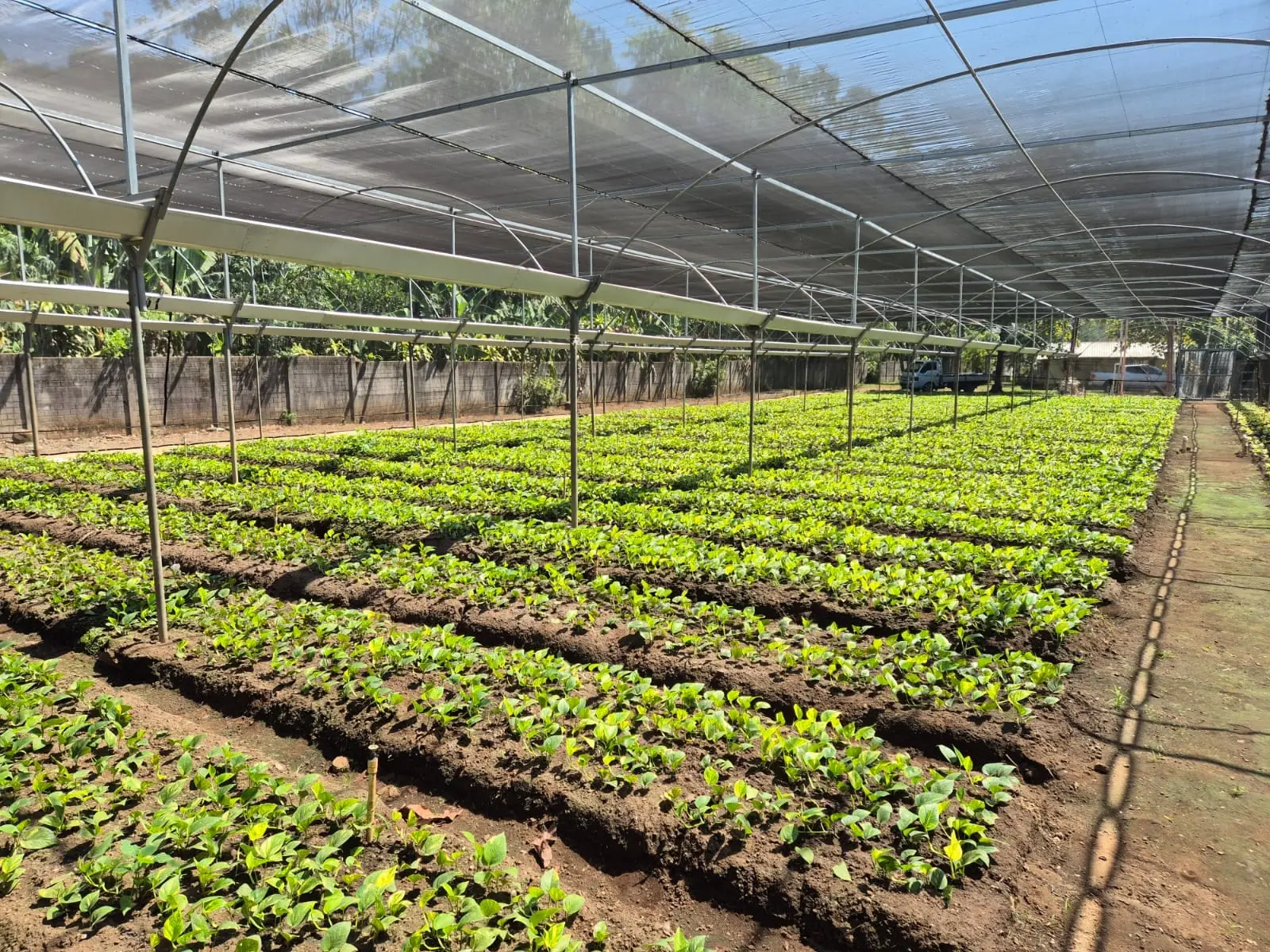 Vivero de Golden Pothos