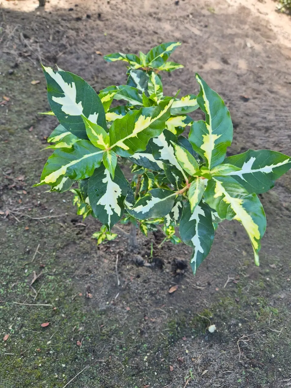 Graptophyllum Pictum Verde — Graptophyllum