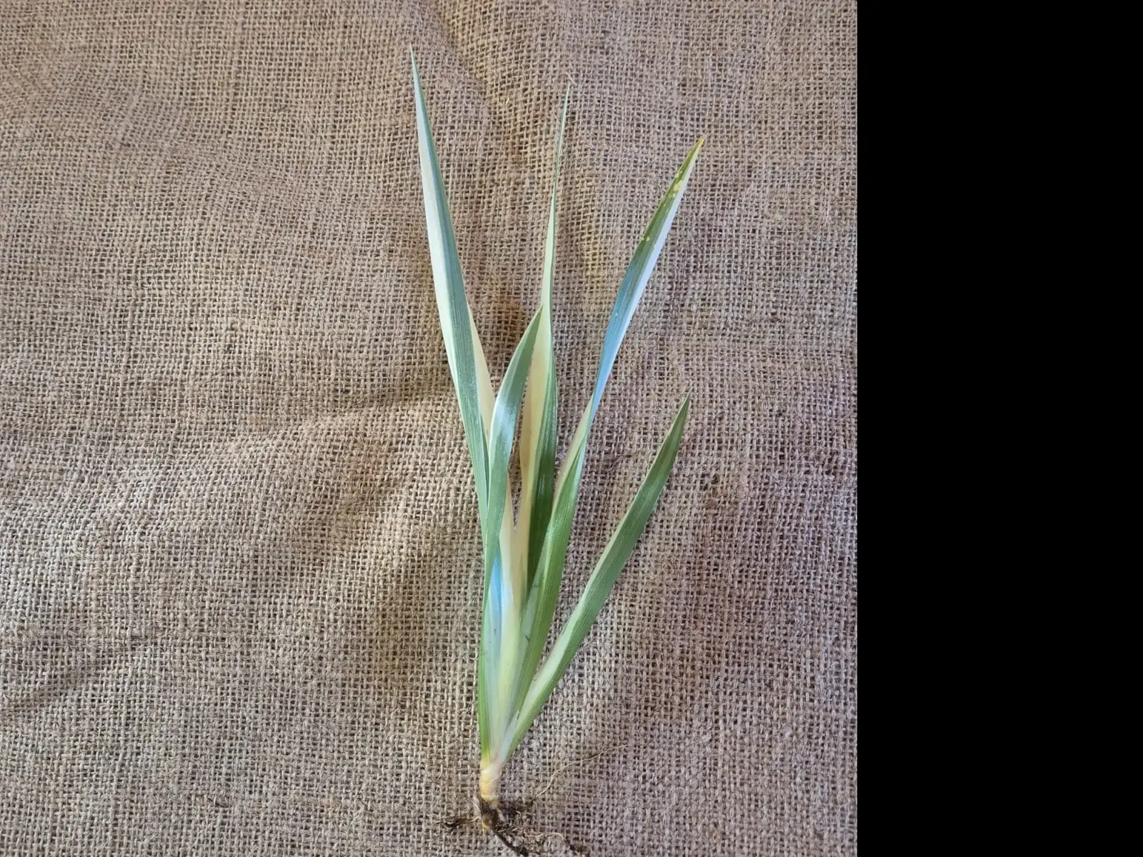 Iris Japonica — Iris Japonica
