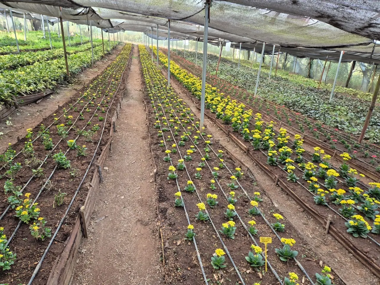 Kalanchoe Yellow Spring — Kalanchoe