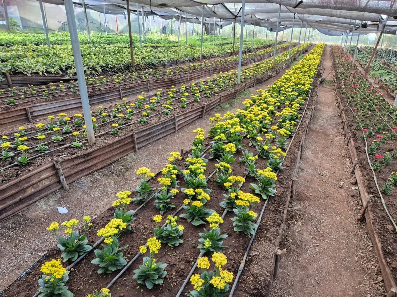 Kalanchoe Yellow Spring — Kalanchoe