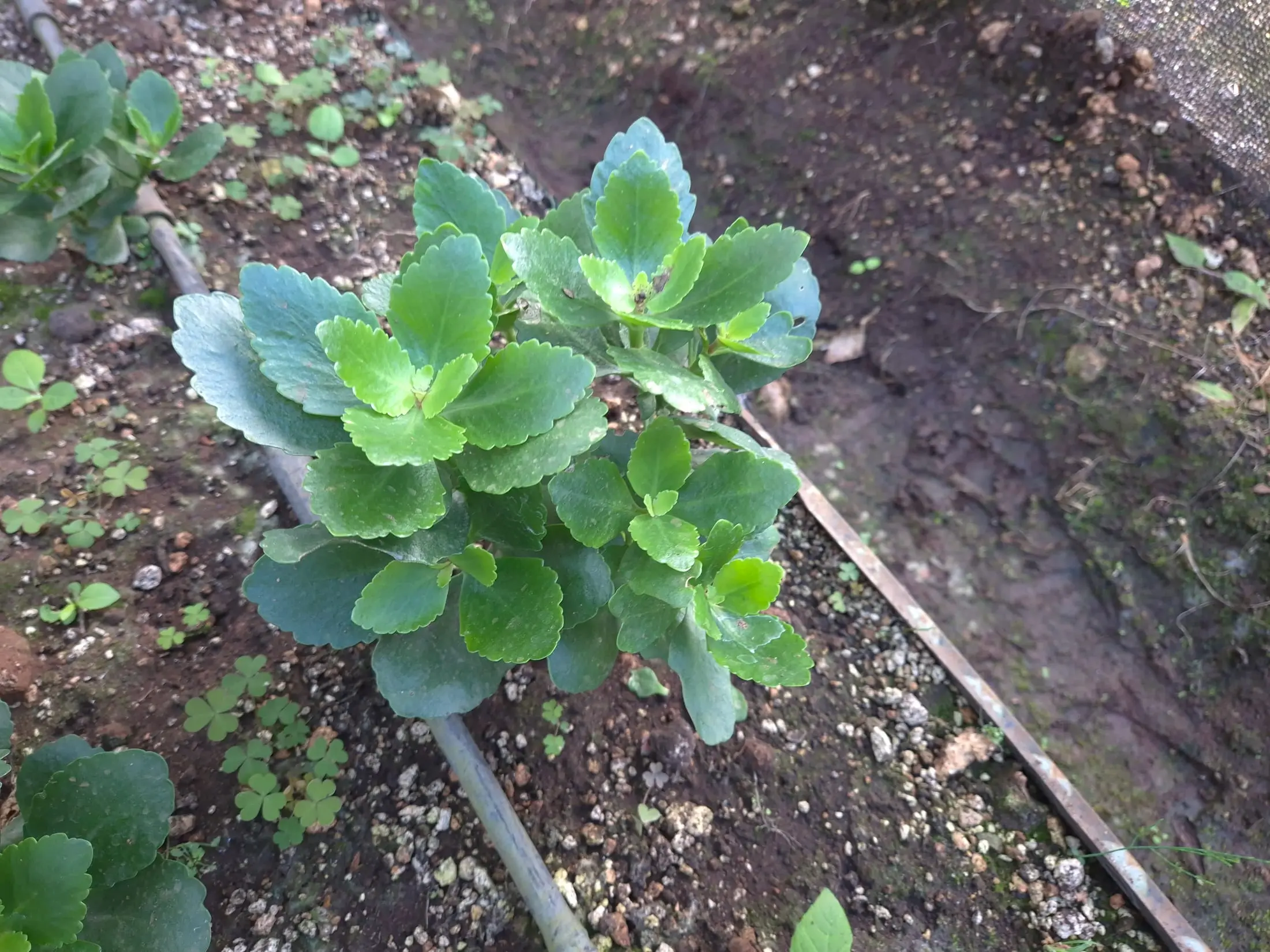 Kalanchoe Yellow Spring — Kalanchoe