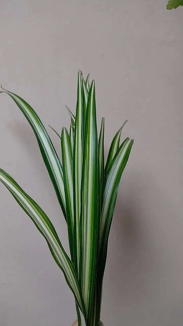 Mala Madre Reverse — Chlorophytum