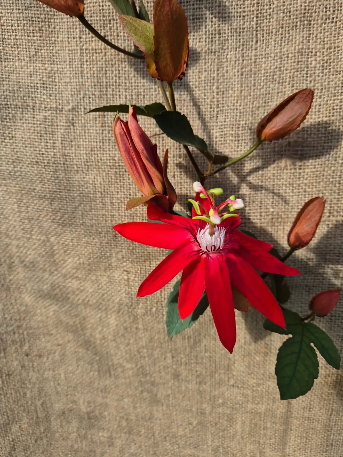 Passiflora Vitifolia — Passiflora Vitifolia