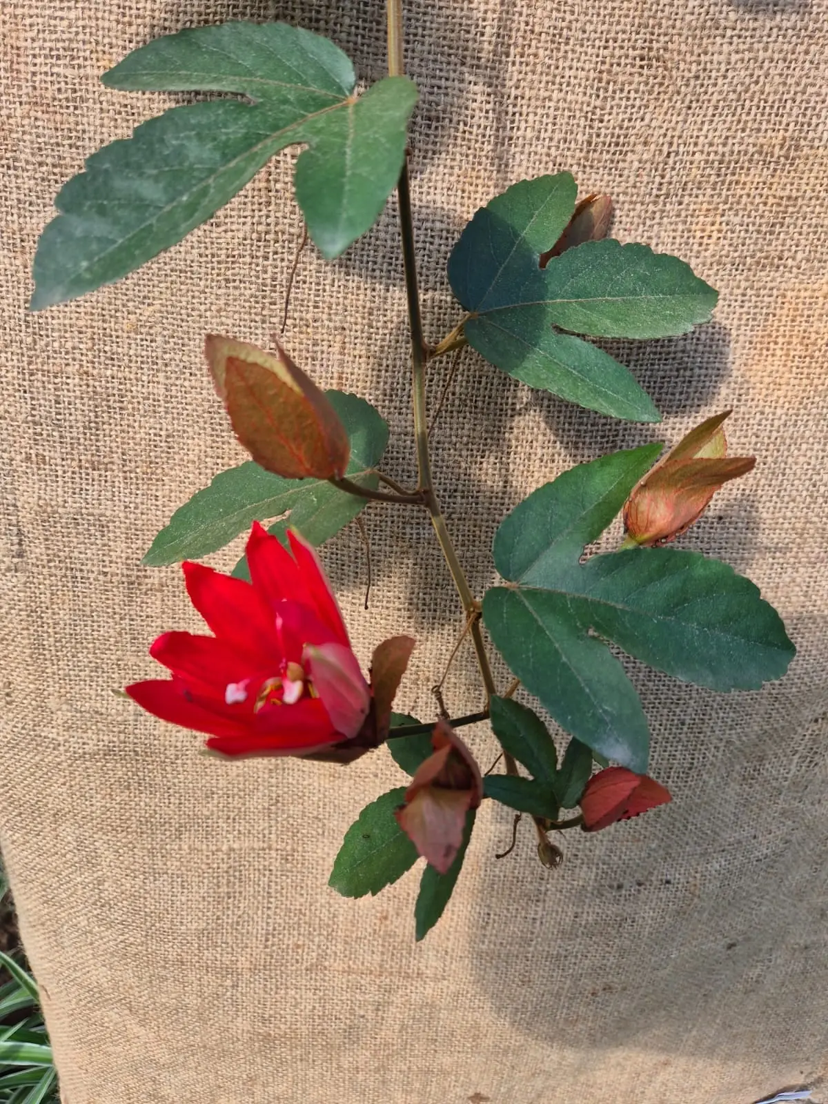 Passiflora Vitifolia — Passiflora Vitifolia