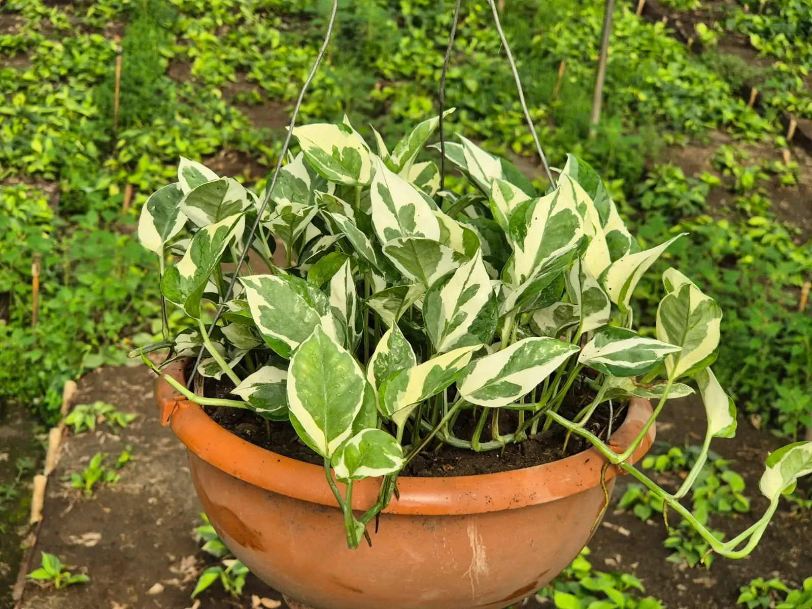 Pearl & Jade Pothos — Pothos