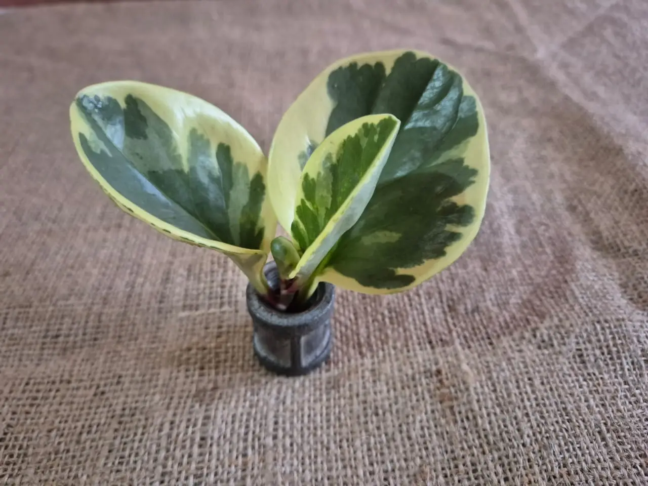 Peperomia Golden Gate — Peperomias