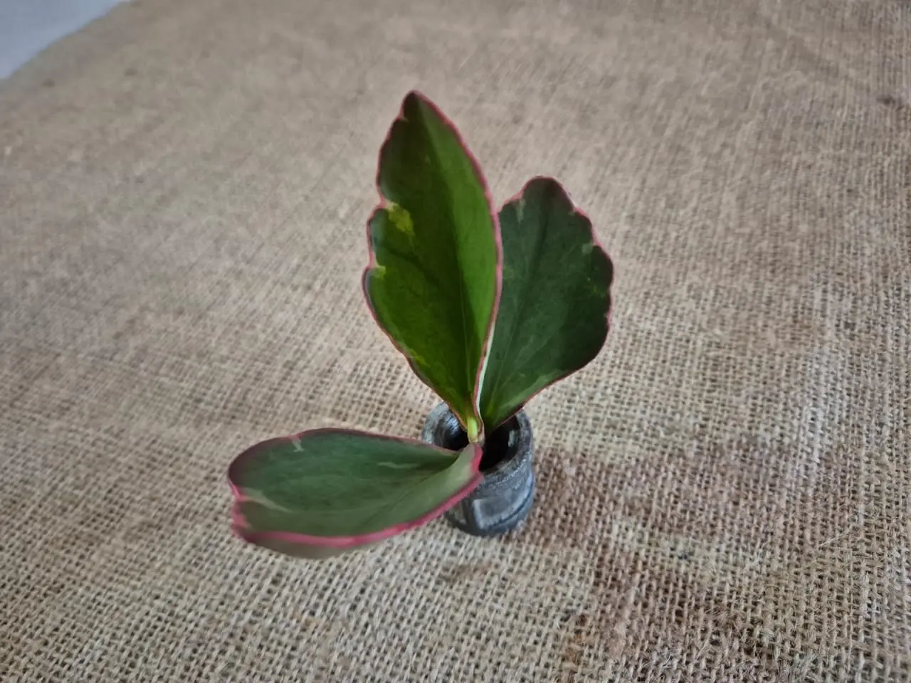 Peperomia Red Edge — Peperomias
