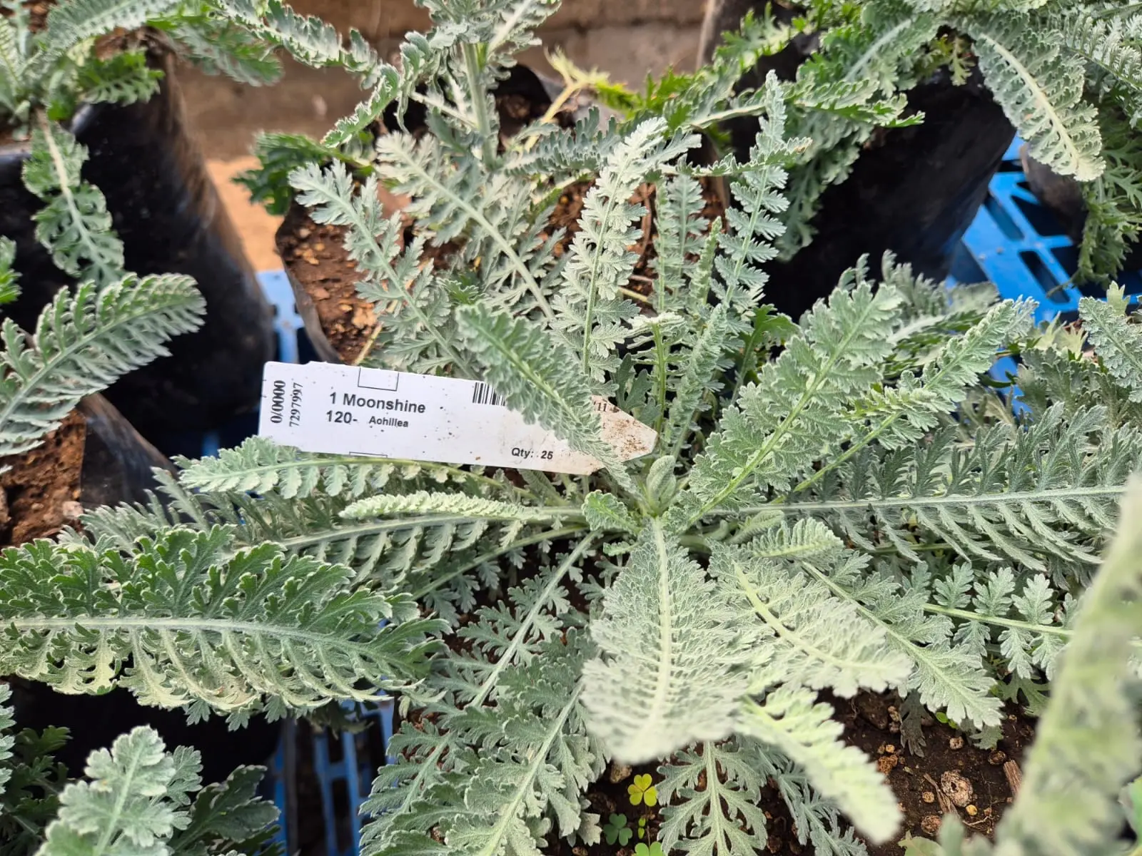 Perennial Achillea — Perennials