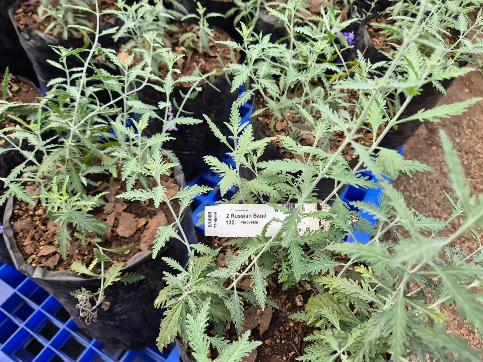 Perennial Perovskia — Perennials