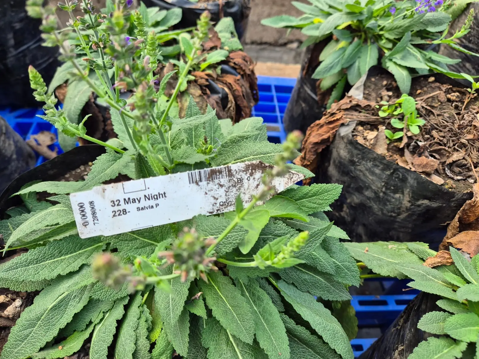 Perennial Salvia P. — Perennials
