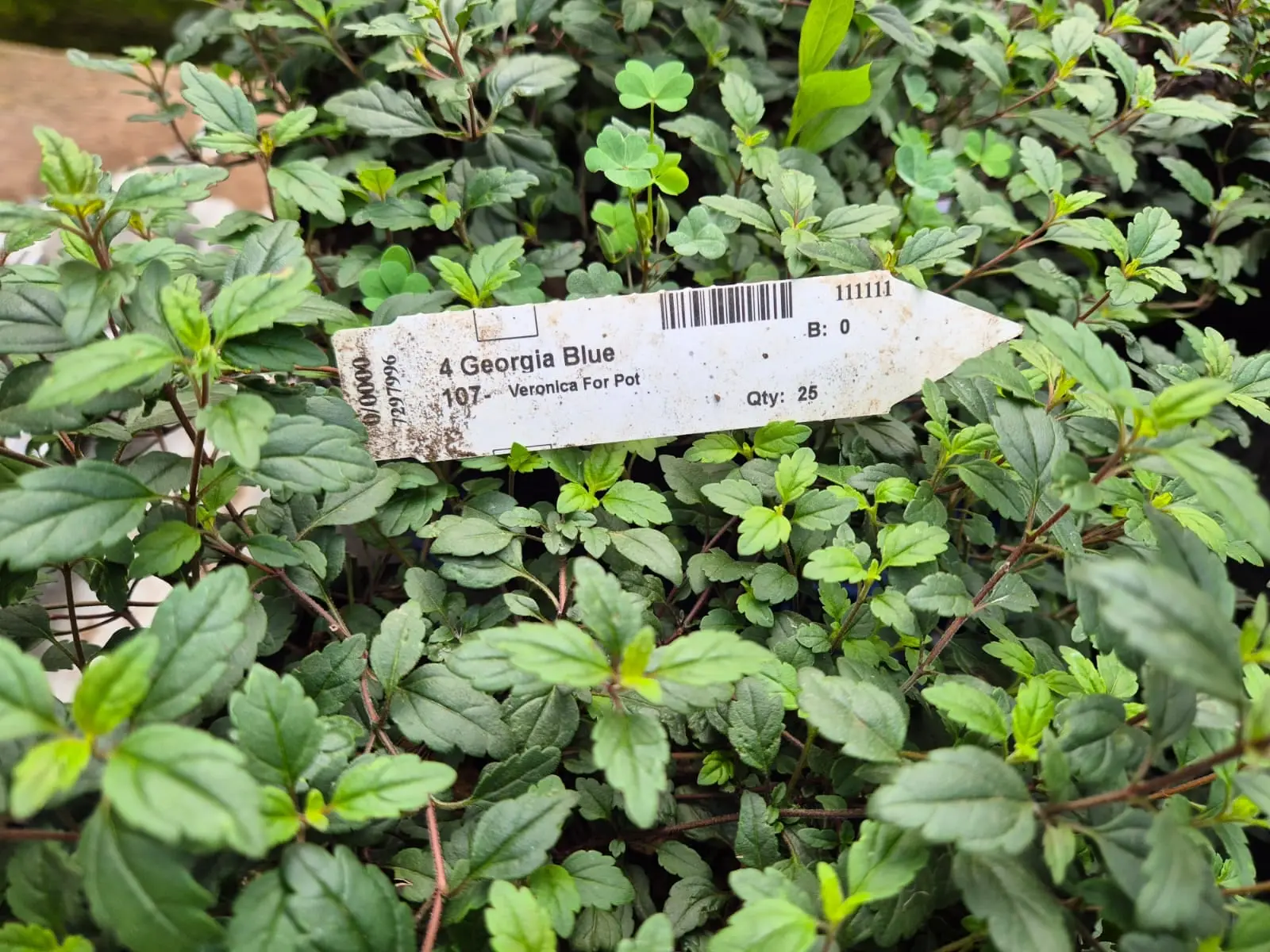 Perennial Veronica For Pot — Perennials