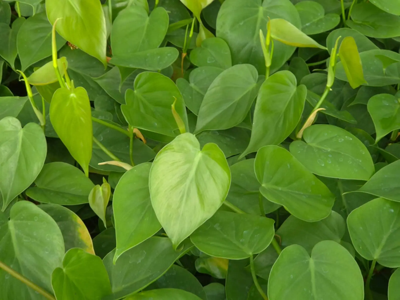 Philodendron Cordatum — Philodendron