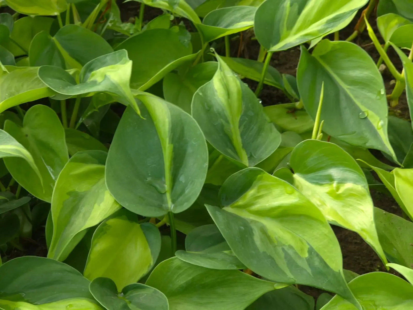 Philodendron Lemon Stripe (Brasil) — Philodendron