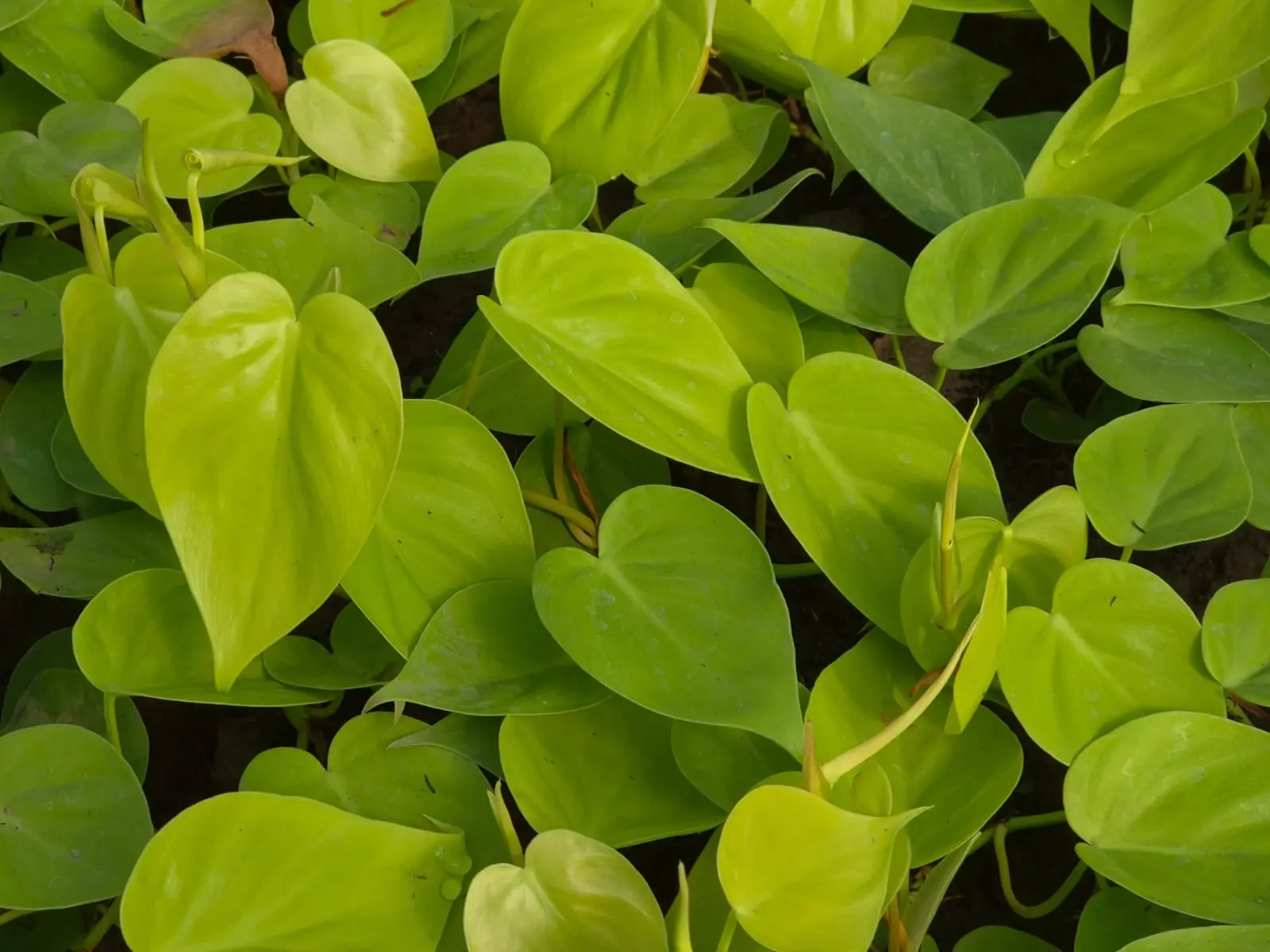 Philodendron Neon — Philodendron