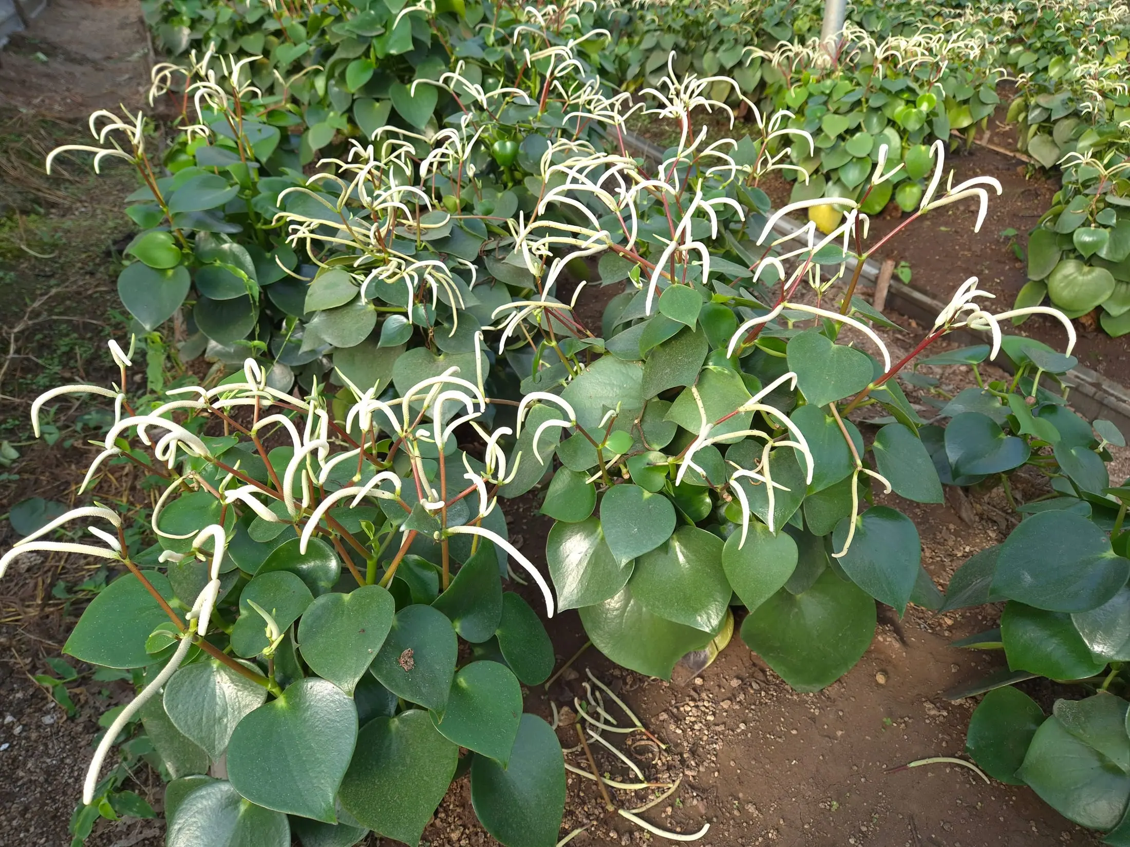 Pilea Peperomioides — Pilea