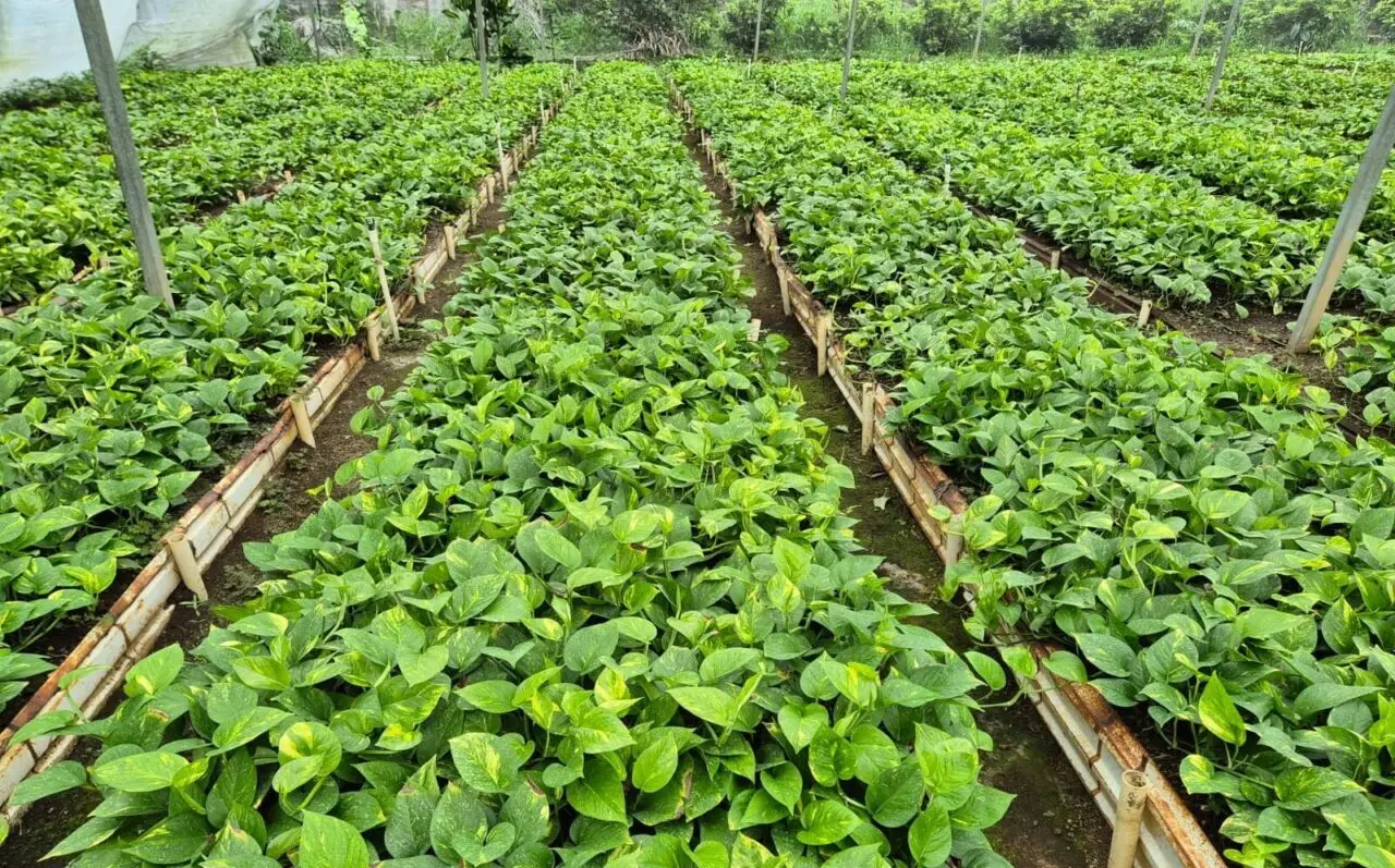 Vivero de Queletzú