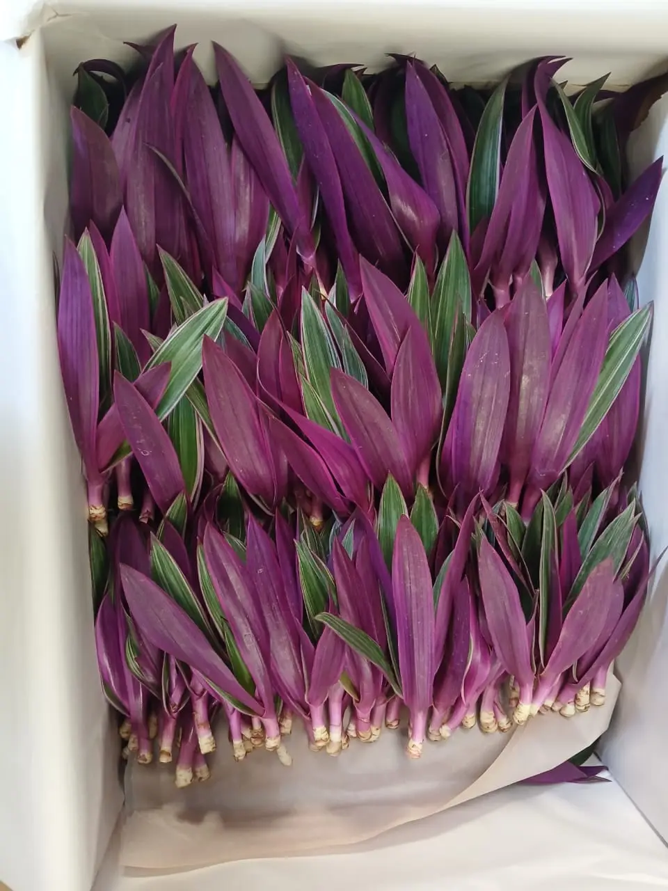 Rhoeo Tradescantia — Rhoeo
