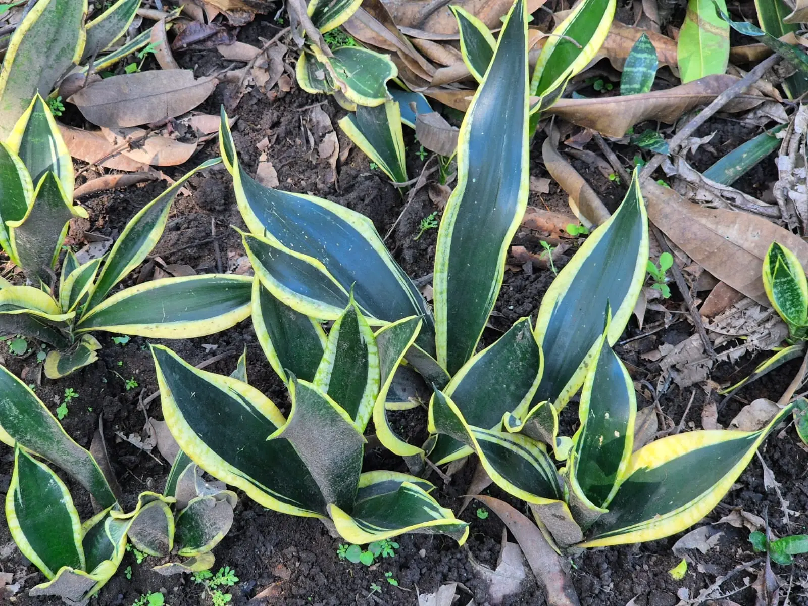 Sansevieria Black — Sansevieria