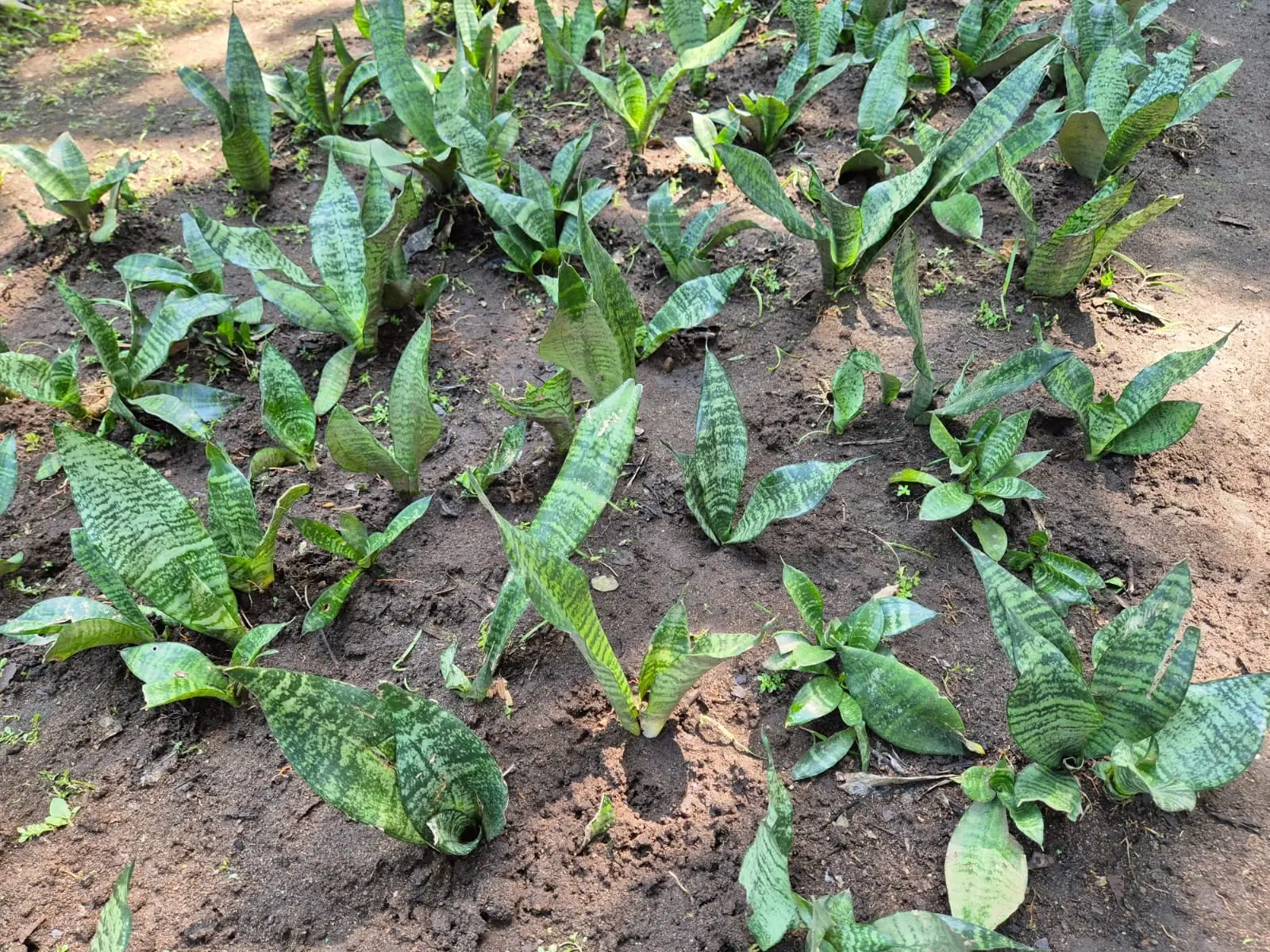 Sansevieria — Sansevieria