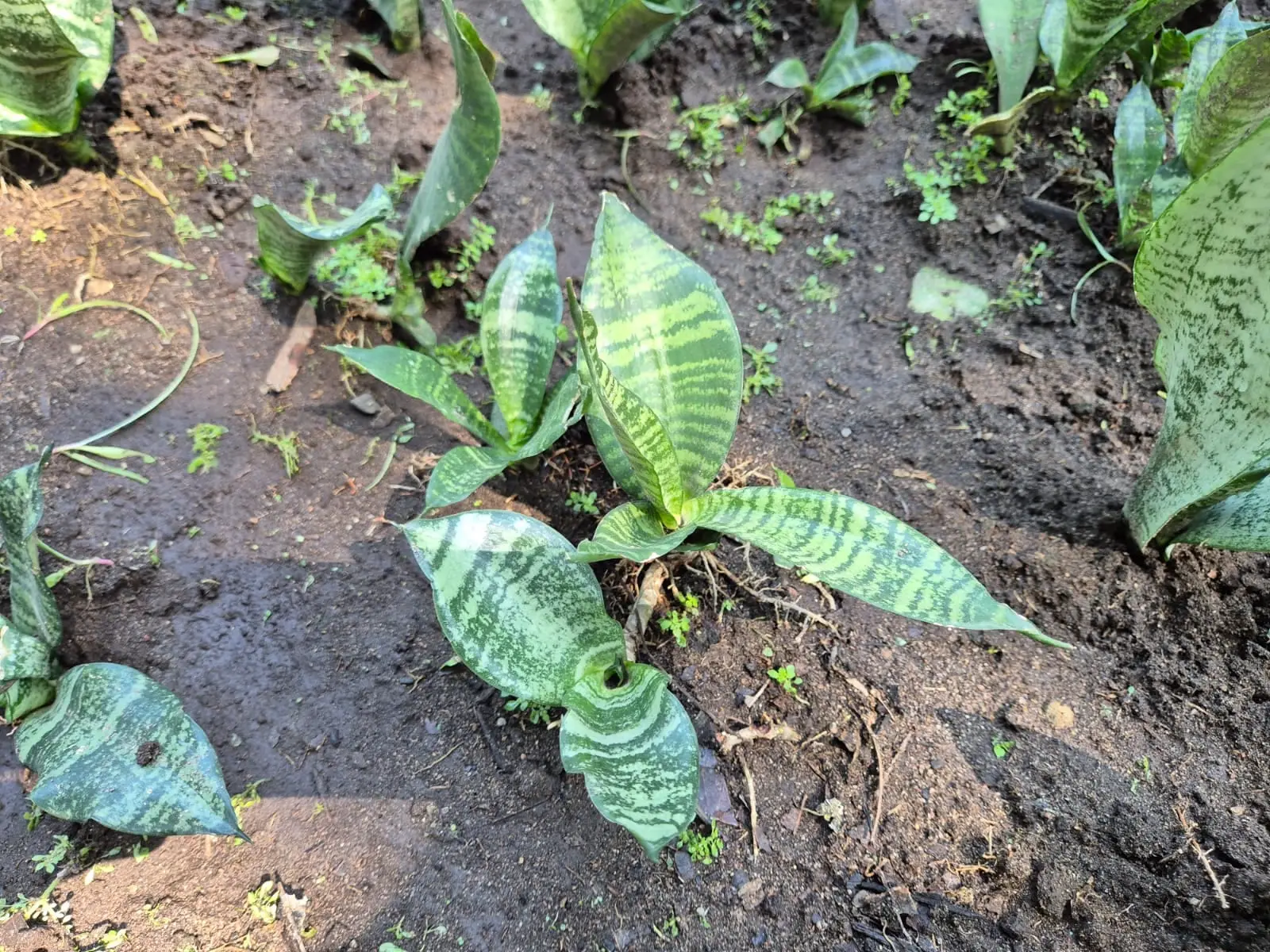 Sansevieria — Sansevieria