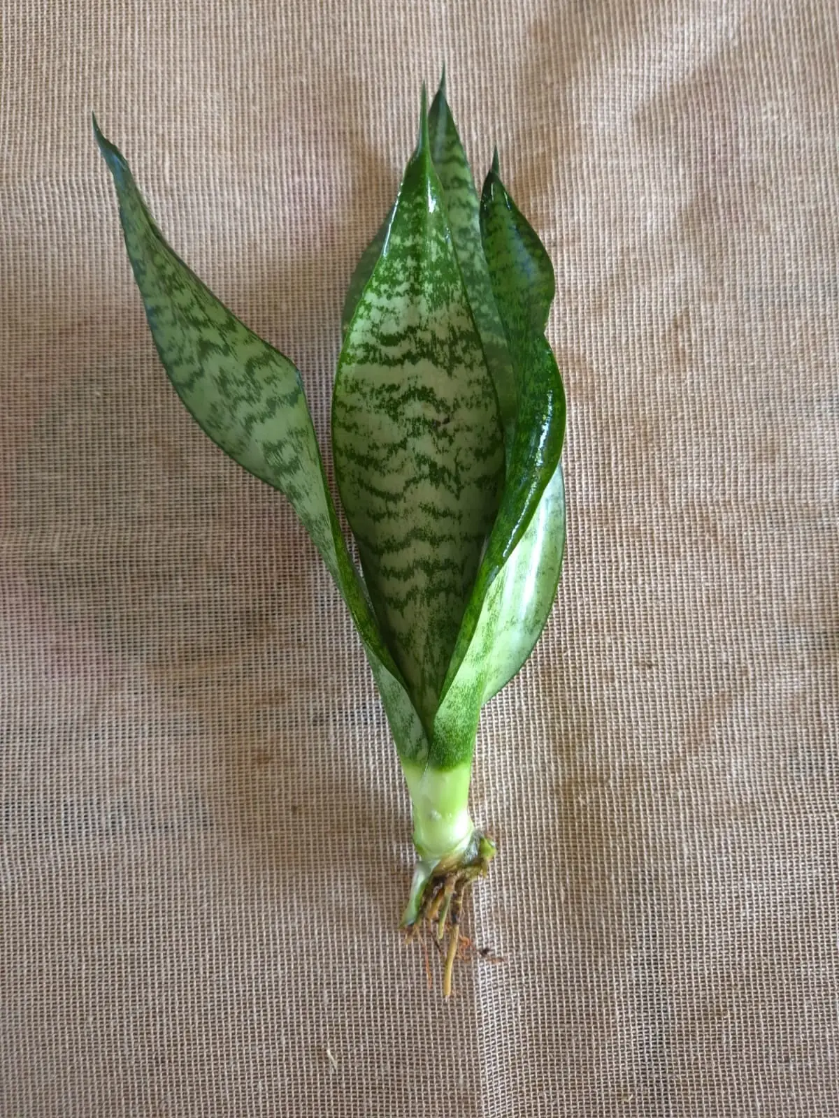 Sansevieria Robusta — Sansevieria