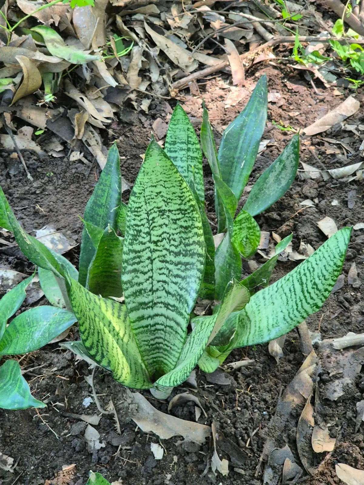 Sansevieria Robusta — Sansevieria