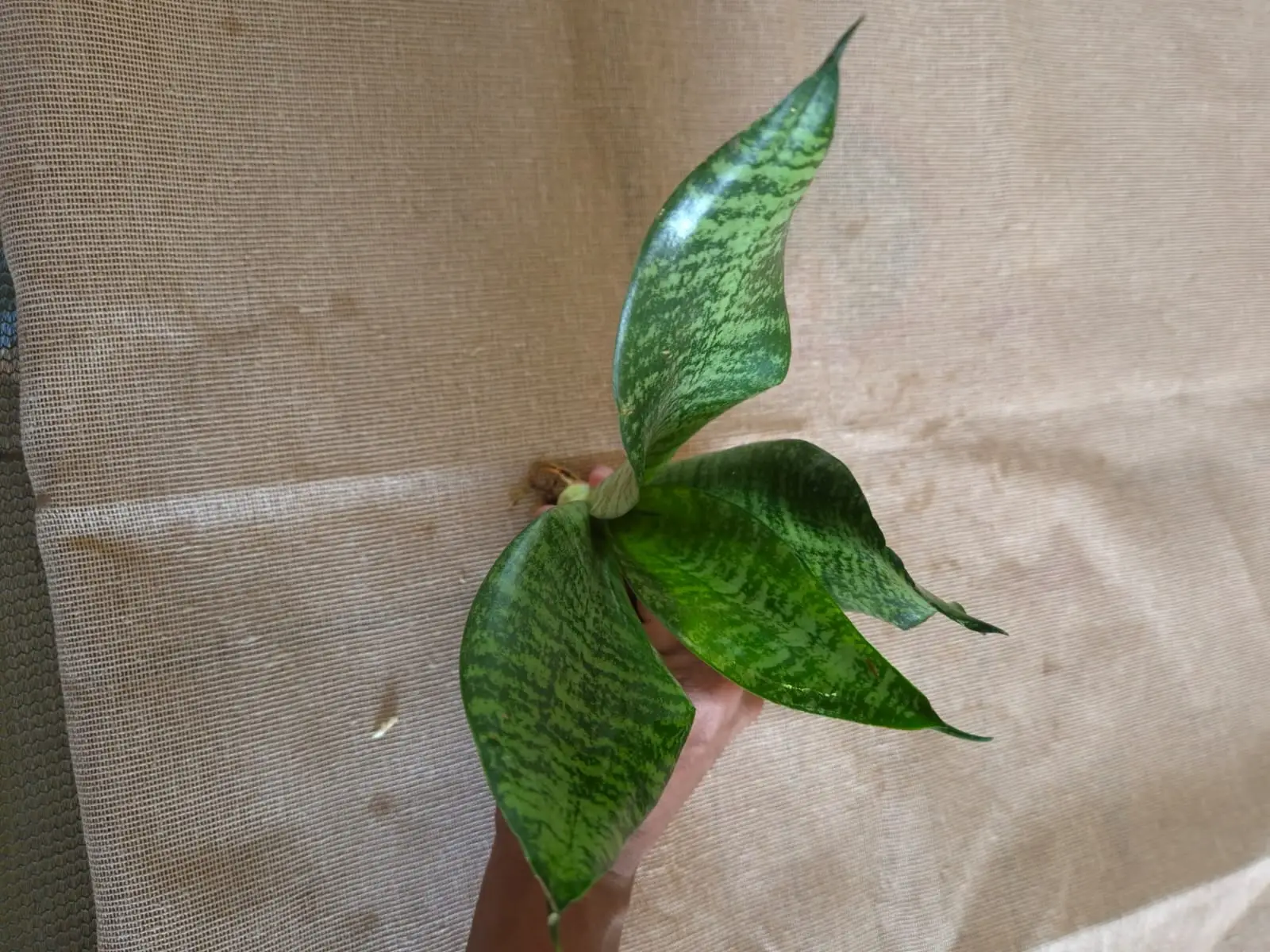 Sansevieria Robusta — Sansevieria