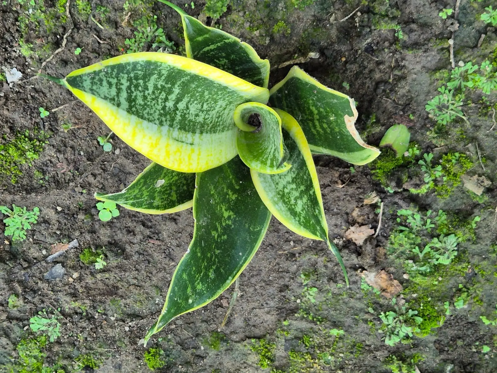 Sansevieria Superba — Sansevieria