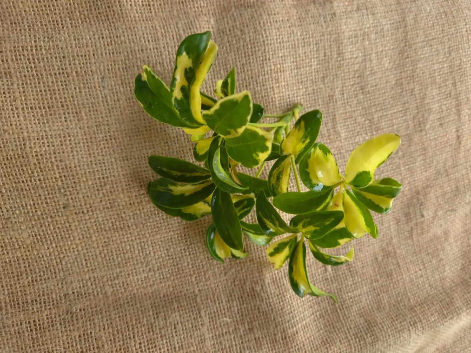 Schefflera — Schefflera
